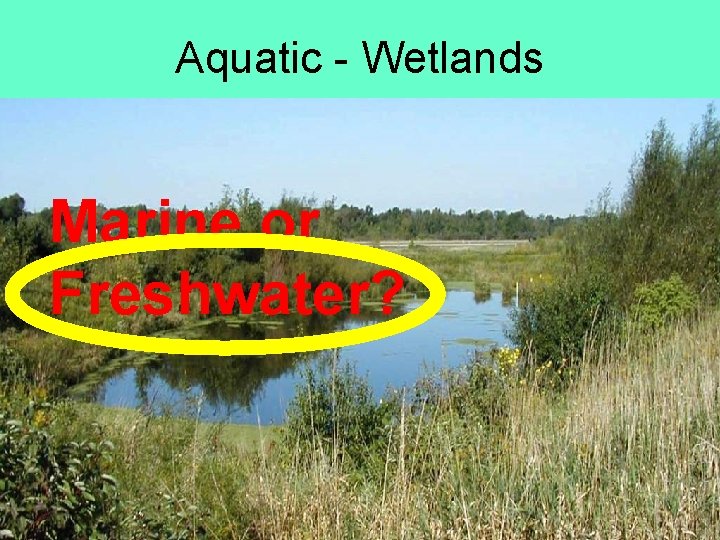 Aquatic - Wetlands Marine or Freshwater? 