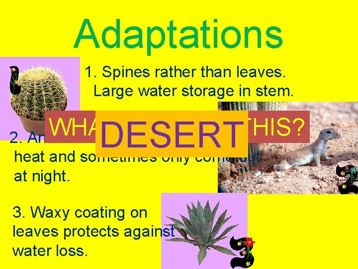 Adaptations 1. Spines rather than leaves. Large water storage in stem. WHAT BIOME 2.