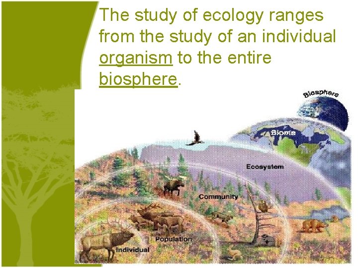 The study of ecology ranges from the study of an individual organism to the
