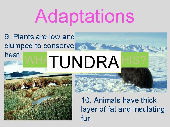 Adaptations 9. Plants are low and clumped to conserve heat. WHAT BIOME IS THIS?