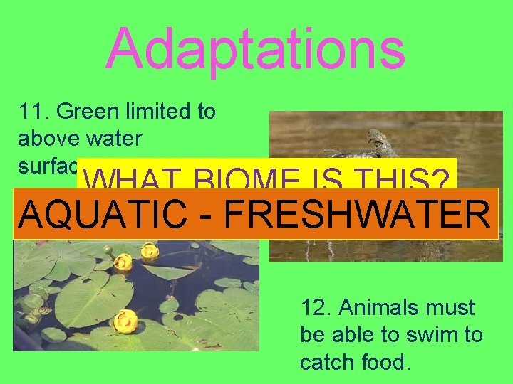 Adaptations 11. Green limited to above water surfaces. WHAT BIOME IS THIS? AQUATIC -