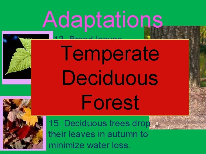 Adaptations 13. Broad leaves capture lots of light. Temperate 14. Animals use camouflage to