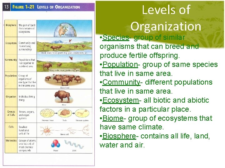 Levels of Organization • Species- group of similar organisms that can breed and produce