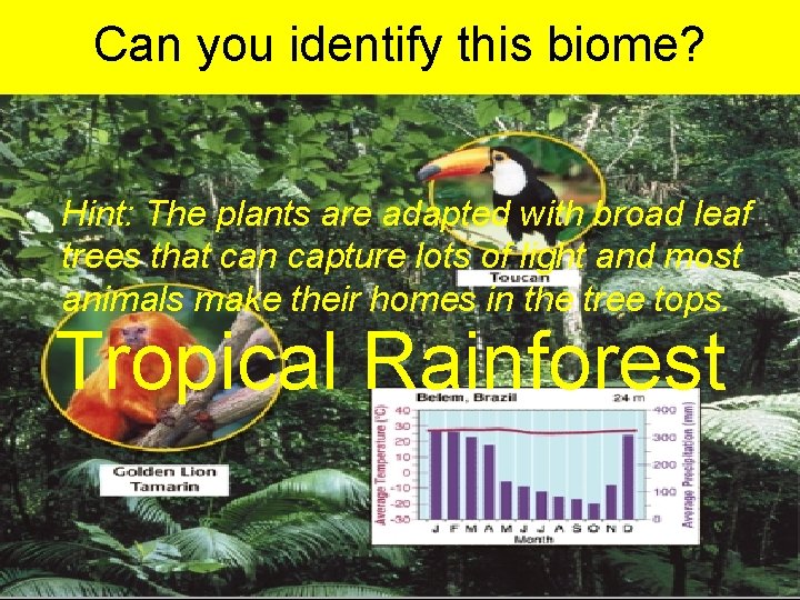 Can you identify this biome? Hint: The plants are adapted with broad leaf trees