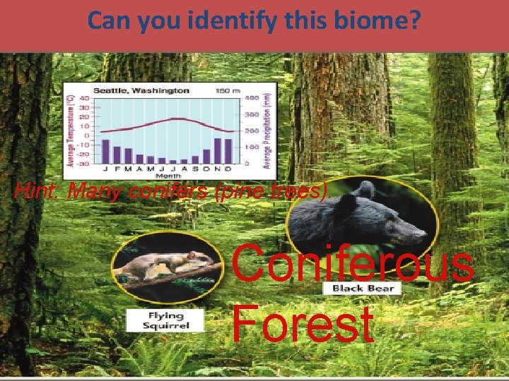 Can you identify this biome? Hint: Many conifers (pine trees). Coniferous Forest 