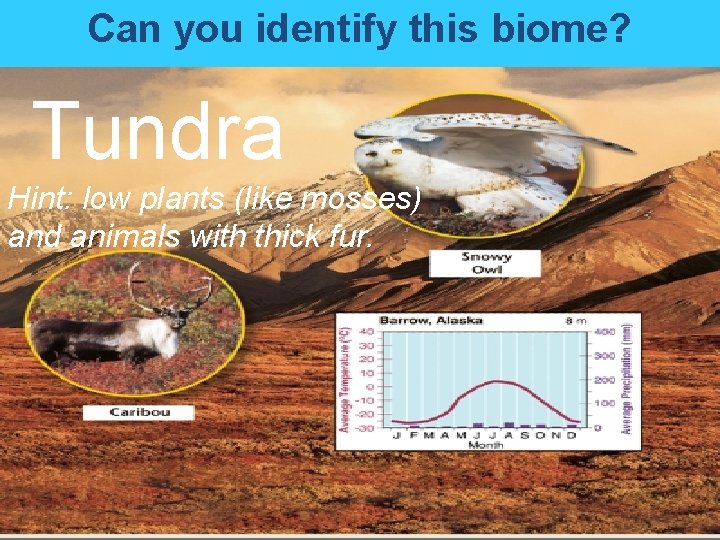 Can you identify this biome? Tundra Hint: low plants (like mosses) and animals with