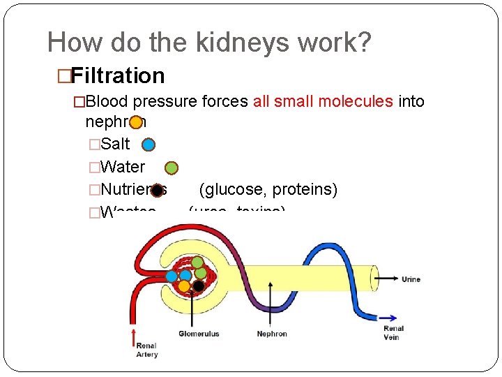 How do the kidneys work? �Filtration �Blood pressure forces all small molecules into nephron
