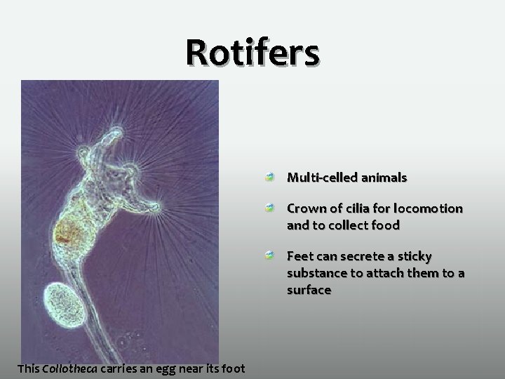 Rotifers Multi-celled animals Crown of cilia for locomotion and to collect food Feet can