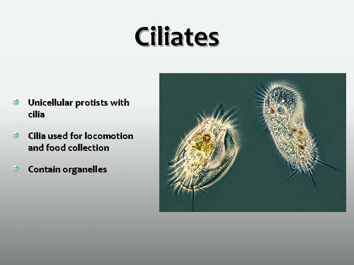 Ciliates Unicellular protists with cilia Cilia used for locomotion and food collection Contain organelles