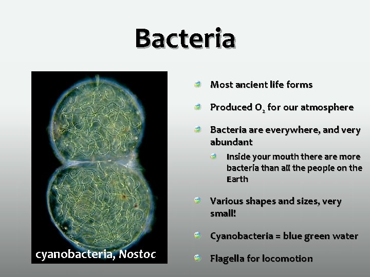 Bacteria Most ancient life forms Produced O 2 for our atmosphere Bacteria are everywhere,