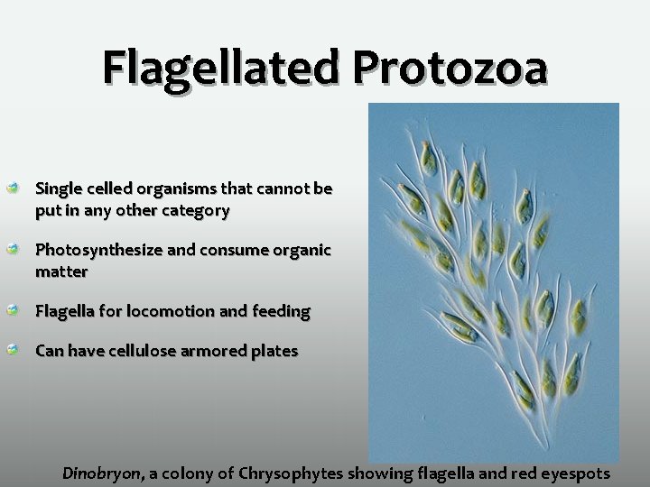 Flagellated Protozoa Single celled organisms that cannot be put in any other category Photosynthesize