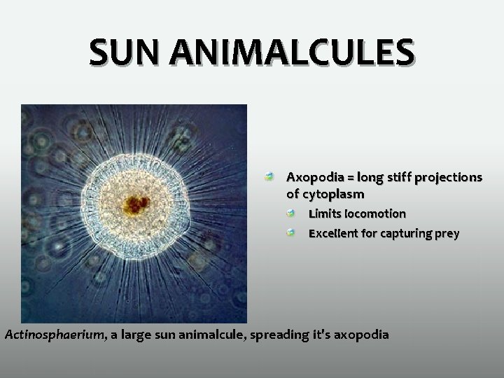 SUN ANIMALCULES Axopodia = long stiff projections of cytoplasm Limits locomotion Excellent for capturing
