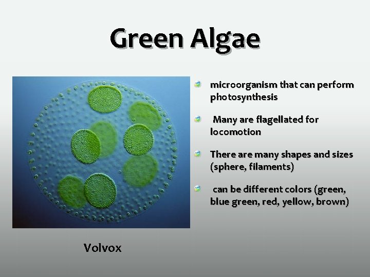 Green Algae microorganism that can perform photosynthesis Many are flagellated for locomotion There are