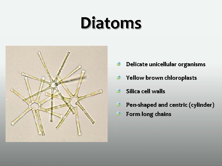 Diatoms Delicate unicellular organisms Yellow brown chloroplasts Silica cell walls Pen-shaped and centric (cylinder)