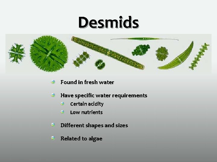 Desmids Found in fresh water Have specific water requirements Certain acidity Low nutrients Different