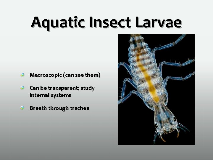 Aquatic Insect Larvae Macroscopic (can see them) Can be transparent; study internal systems Breath
