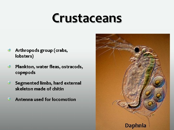 Crustaceans Arthropods group (crabs, lobsters) Plankton, water fleas, ostracods, copepods Segmented limbs, hard external