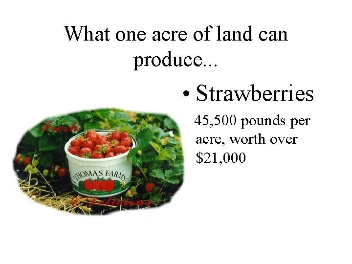 What one acre of land can produce. . . • Strawberries 45, 500 pounds