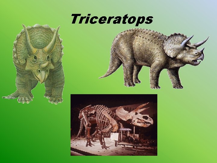 Triceratops 