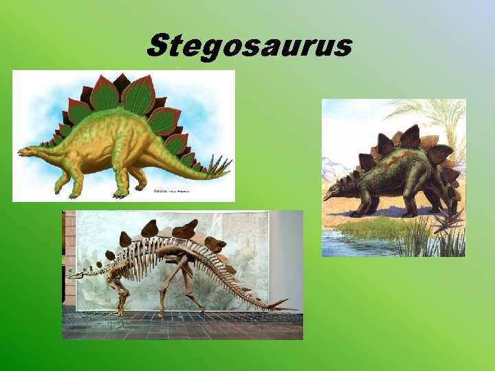 Stegosaurus 