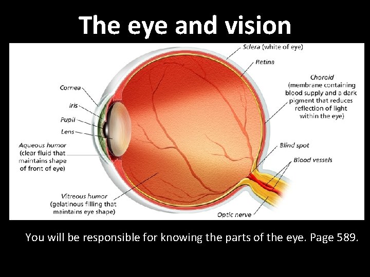 The eye and vision You will be responsible for knowing the parts of the