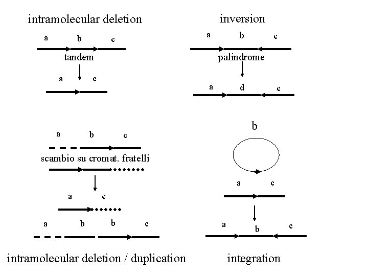 inversion intramolecular deletion a b a c tandem a c palindrome c a b