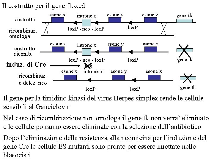 Il costrutto per il gene floxed costrutto esone x induz. di Cre ricombinaz. e