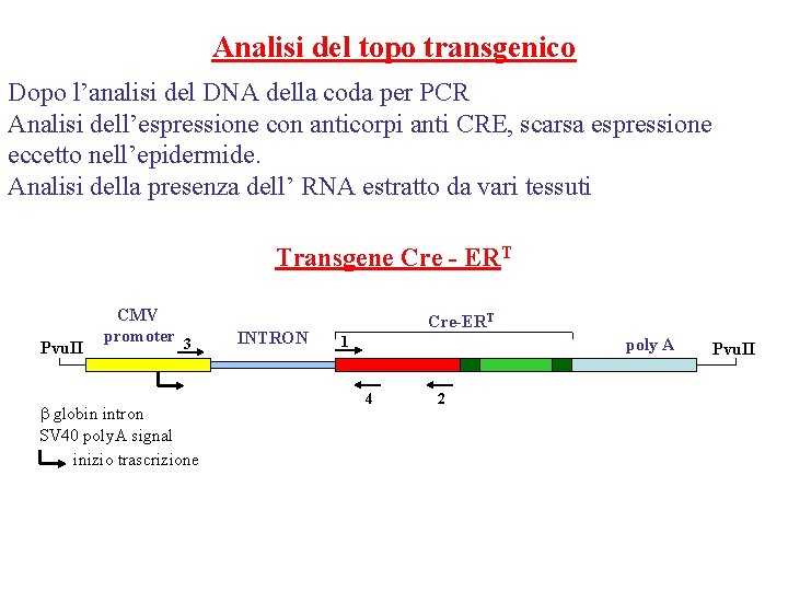 Analisi del topo transgenico Dopo l’analisi del DNA della coda per PCR Analisi dell’espressione