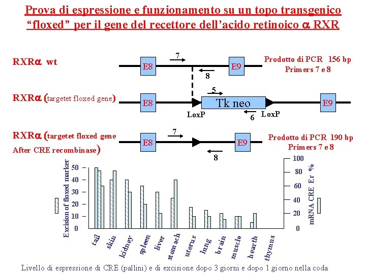 Prova di espressione e funzionamento su un topo transgenico “floxed” per il gene del