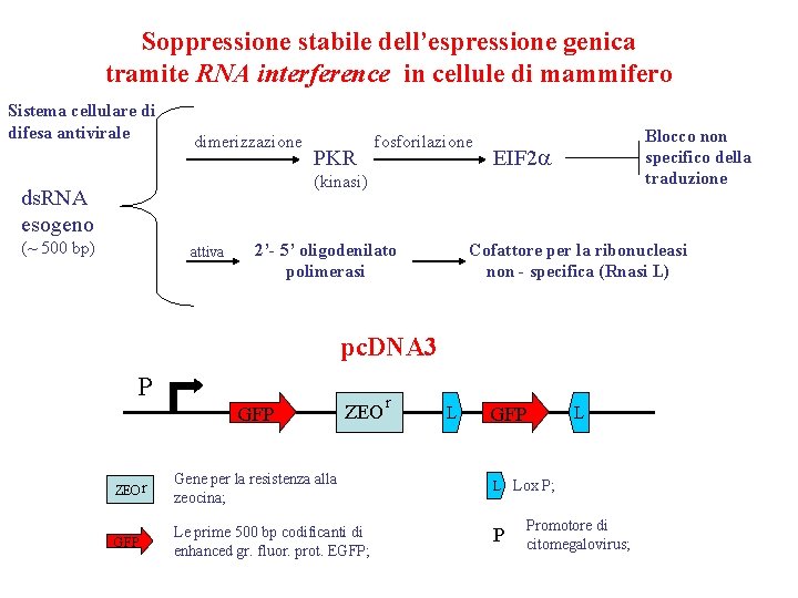 Soppressione stabile dell’espressione genica tramite RNA interference in cellule di mammifero Sistema cellulare di