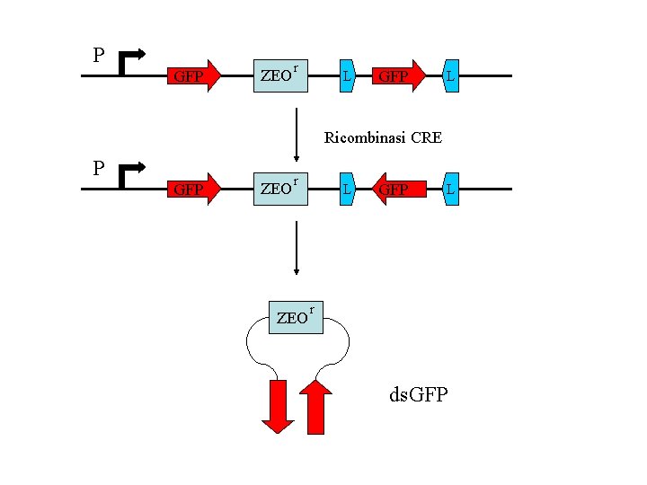 P GFP ZEO r L GFP L Ricombinasi CRE P GFP ZEO r ZEO