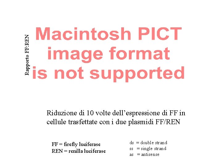 Rapporto FF: REN Riduzione di 10 volte dell’espressione di FF in cellule trasfettate con