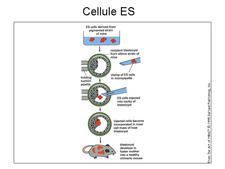 Cellule ES 