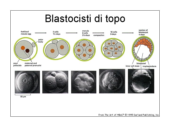 Blastocisti di topo 