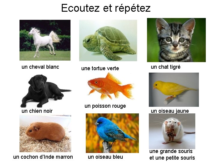 Ecoutez et répétez un cheval blanc un chien noir un cochon d’Inde marron une