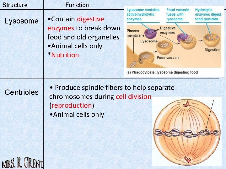 Structure Lysosome Centrioles Function • Contain digestive enzymes to break down food and old