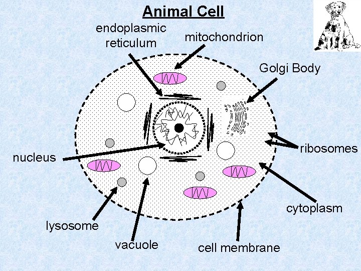 Animal Cell endoplasmic reticulum mitochondrion Golgi Body ribosomes nucleus cytoplasm lysosome vacuole cell membrane