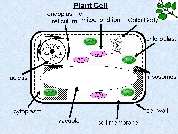 Plant Cell endoplasmic reticulum mitochondrion Golgi Body chloroplast ribosomes nucleus cell wall cytoplasm vacuole