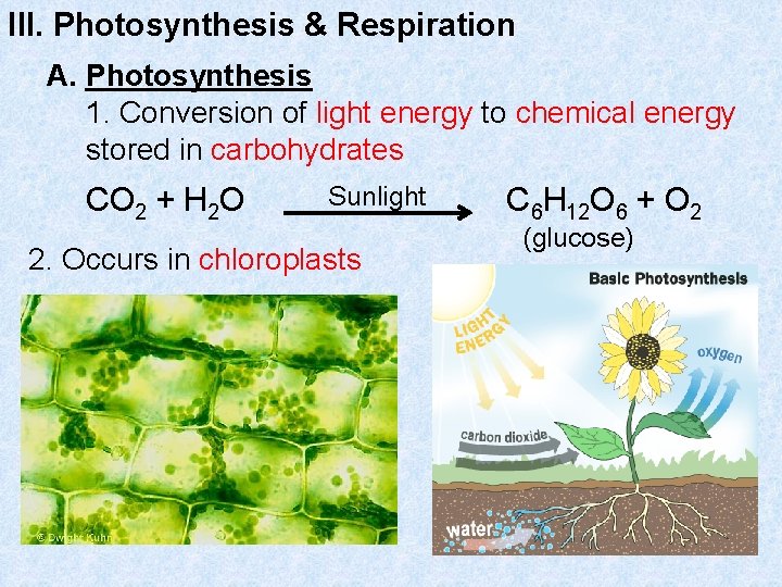 III. Photosynthesis & Respiration A. Photosynthesis 1. Conversion of light energy to chemical energy