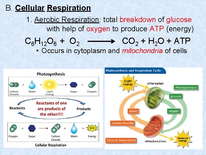 B. Cellular Respiration 1. Aerobic Respiration: total breakdown of glucose with help of oxygen