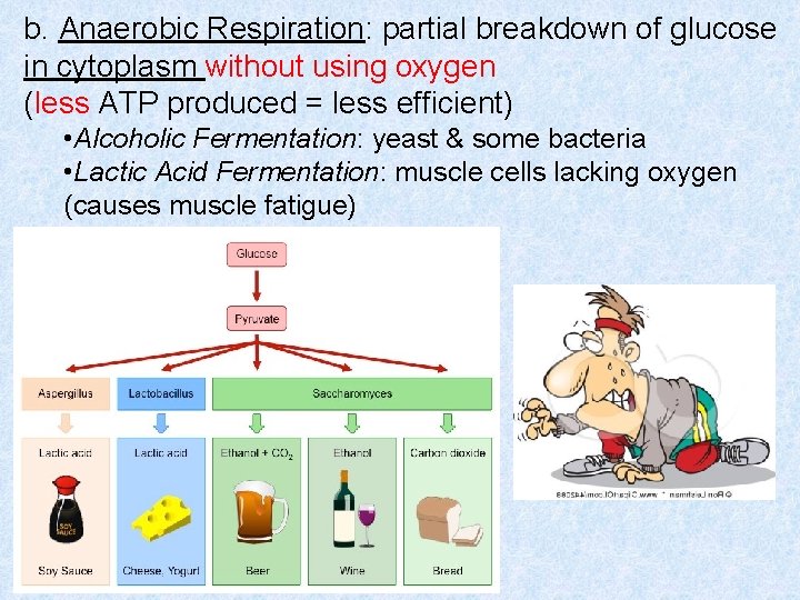 b. Anaerobic Respiration: partial breakdown of glucose in cytoplasm without using oxygen (less ATP