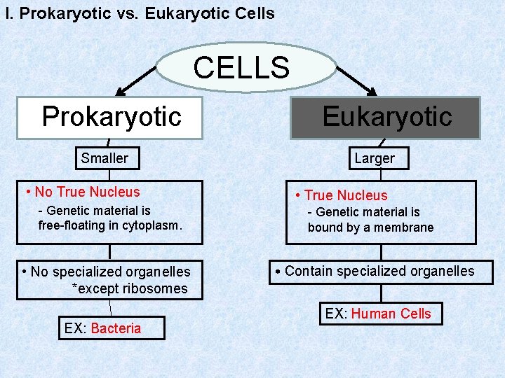 I. Prokaryotic vs. Eukaryotic Cells CELLS Prokaryotic Smaller • No True Nucleus - Genetic