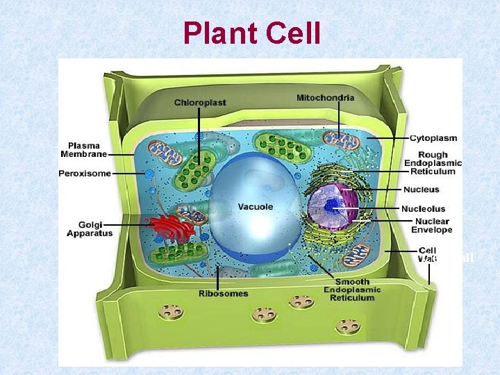Plant Cell wall 