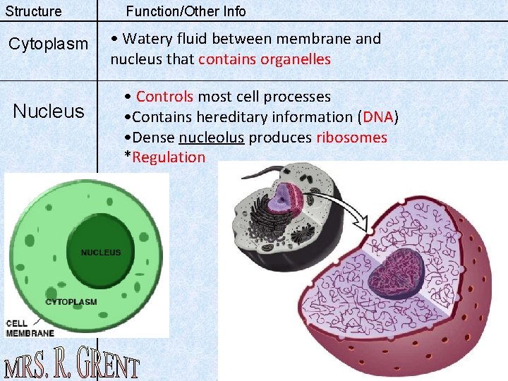 Structure Cytoplasm Nucleus Function/Other Info • Watery fluid between membrane and nucleus that contains