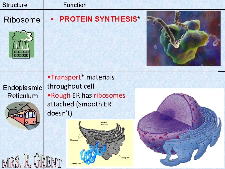 Structure Ribosome Function • PROTEIN SYNTHESIS* • Transport* materials Endoplasmic throughout cell Reticulum •