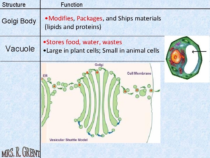 Structure Function Golgi Body • Modifies, Packages, and Ships materials (lipids and proteins) Vacuole