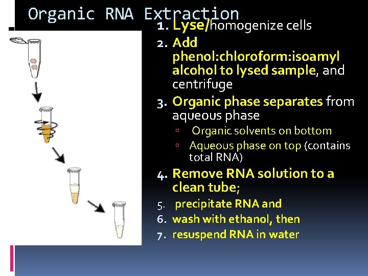 Organic RNA Extraction 1. Lyse/homogenize cells 2. Add phenol: chloroform: isoamyl alcohol to lysed
