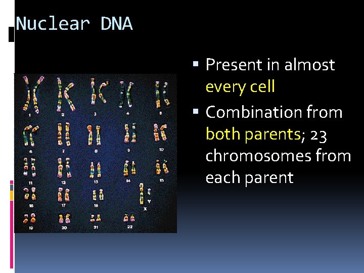 Nuclear DNA Present in almost every cell Combination from both parents; 23 chromosomes from