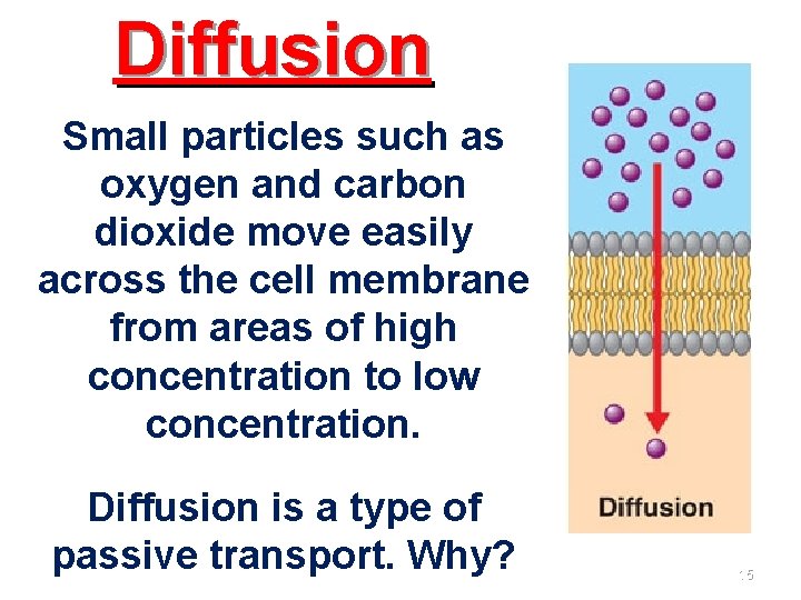 Diffusion Small particles such as oxygen and carbon dioxide move easily across the cell