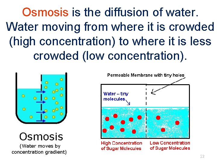 Osmosis is the diffusion of water. Water moving from where it is crowded (high